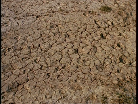 印度干燥龟裂的土地，向右平移，倾斜到西部沙漠，野驴在印度古吉拉特邦的地平线上视频下载