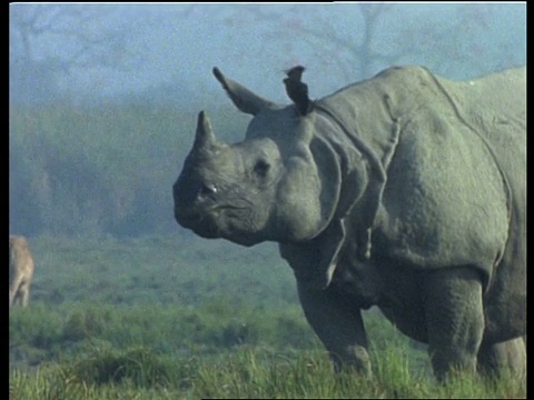 大独角犀牛站立，咀嚼，印度视频下载