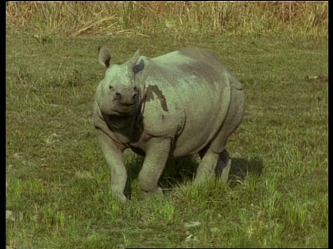 潘女士在左边，大独角犀牛在草地上奔跑，站在那里看着镜头，印度视频下载