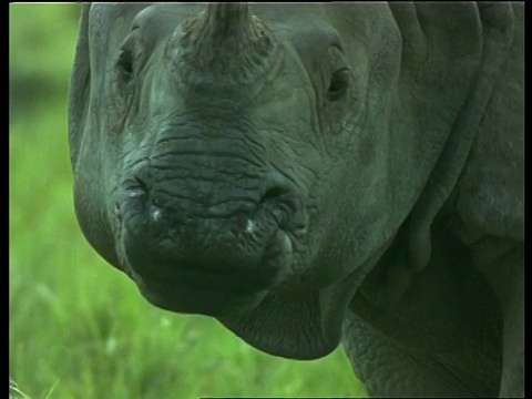 大独角犀牛的脸，咀嚼，印度视频素材