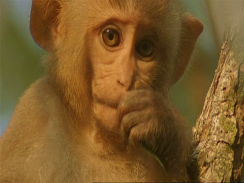 CU小猕猴嘴含树叶，印度视频下载