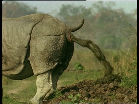 印度，MCU大独角犀牛在粪堆上排便视频下载