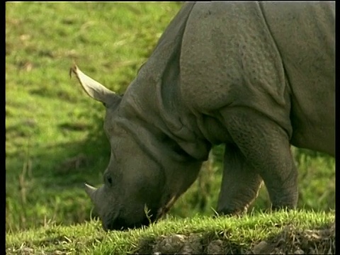 大独角犀牛在印度放牧视频下载