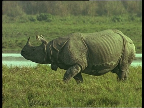印度，大独角犀牛在草丛中穿行视频下载