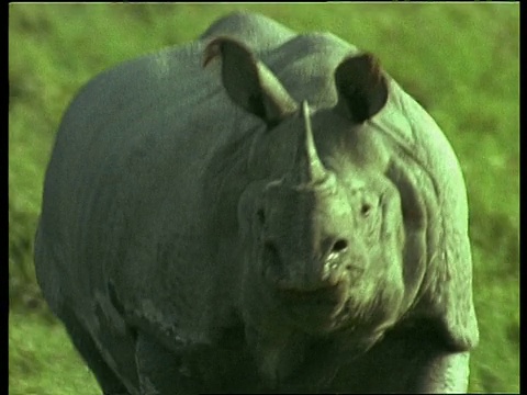 大独角犀牛在奔跑，印度警觉视频下载