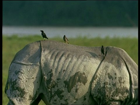 MCU大独角犀牛放牧，倾斜多达3只小鸟的背部，印度视频下载