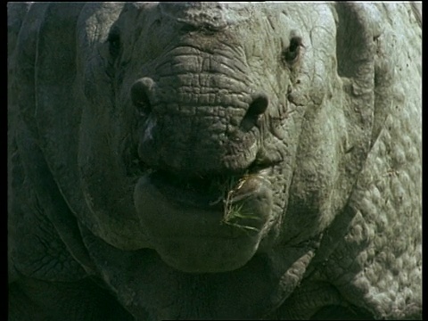 大独角犀牛在咀嚼，镜头，印度视频下载