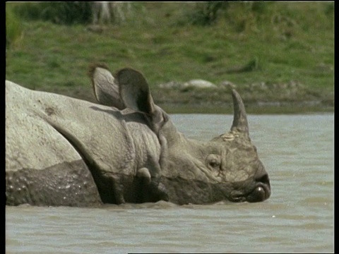 大独角犀牛在印度的深水中跋涉视频下载