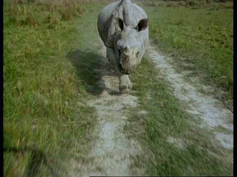 MS追踪大独角犀牛沿着轨道冲向相机，印度视频下载