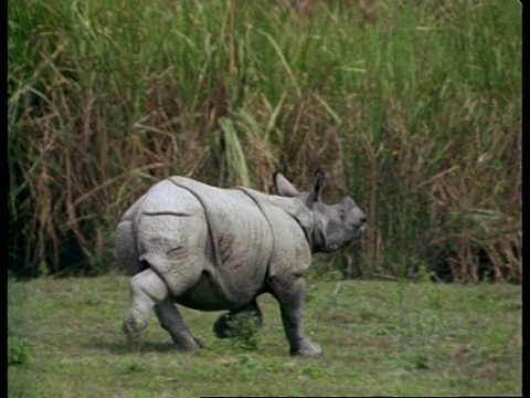 印度犀牛正在奔跑视频下载