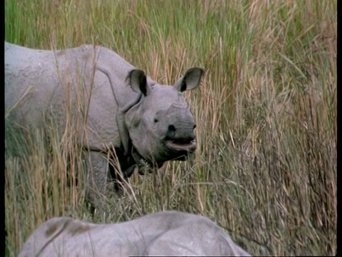 印度，大独角犀牛上唇卷曲视频下载