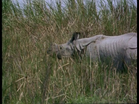 潘女士左边，大独角犀牛在印度的灌木丛中行走视频下载