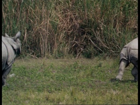 印度草地上奔跑的大独角犀牛视频下载