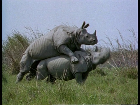 印度，大独角犀牛交配，雌性挣扎视频下载