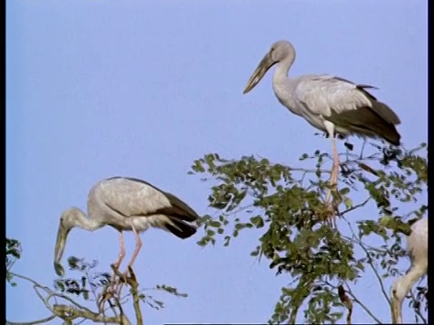 印度，2只亚洲开敞鸟在树顶平衡，1只鸟嘴叼着食物视频下载