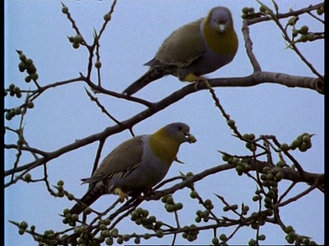 低角度2黄脚绿鸽子在树上，印度视频素材