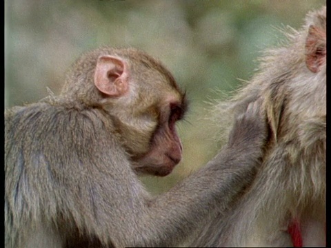 印度，恒河猴互相梳理毛发视频下载