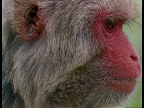 铜恒河猴幼食，倾斜到成年食，印度视频下载
