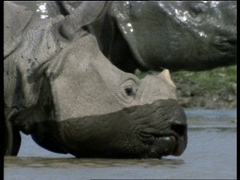 印度，大独角犀牛涉水视频下载