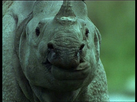 大独角犀牛在吃草，抬起头，对着镜头，印度视频下载