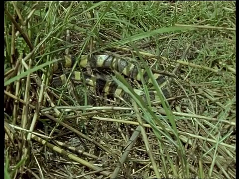 带状金环蛇缓慢地在绿色的草地上爬行，伪装，印度视频下载