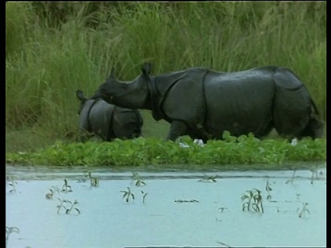 潘女士离开了，大独角犀牛妈妈和小犀牛离开了水，小犀牛嗅着跑了，印度视频下载