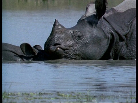 大独角犀牛妈妈和婴儿在水里摩擦，印度视频下载