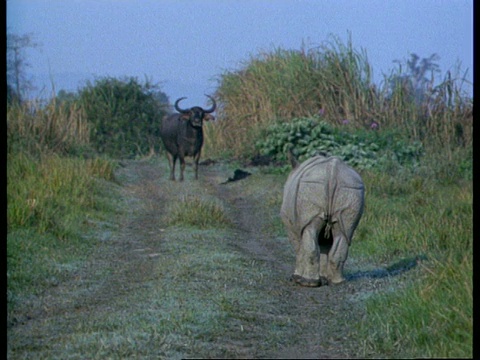 MS婴儿大独角犀牛嗅跟踪，印度水牛的背景，印度视频下载