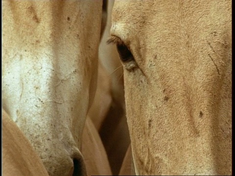 印度古吉拉特邦野驴的眼睛和脸视频下载