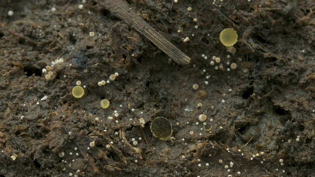 T/L黄盘菌和粪菌(Coprinus sp.)生长在牛粪上，CU, UK视频下载