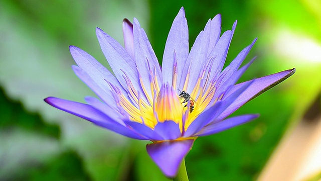 蜜蜂在lotus视频素材