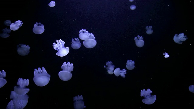黑色背景中的水中水母视频下载