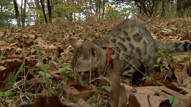 中度手扶推式跟踪-左跟踪-右跟踪-一只孟加拉小猫在一片树叶散落的草坪上调查。视频素材
