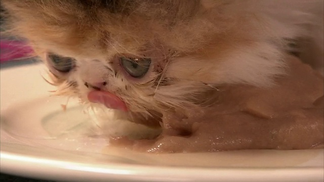近距离手提式——一只波斯猫从盘子里吃东西。视频素材