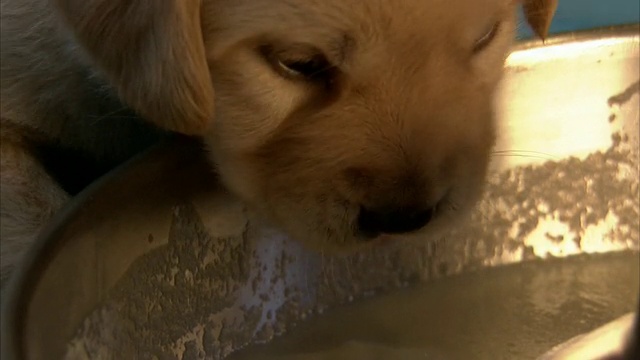 近距离拍摄——一只小狗从碗里吃东西。视频素材