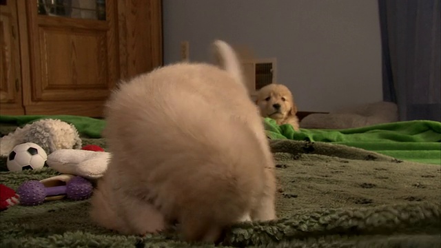 中等近距离手提式-小狗在地毯上进行模拟战斗。视频素材