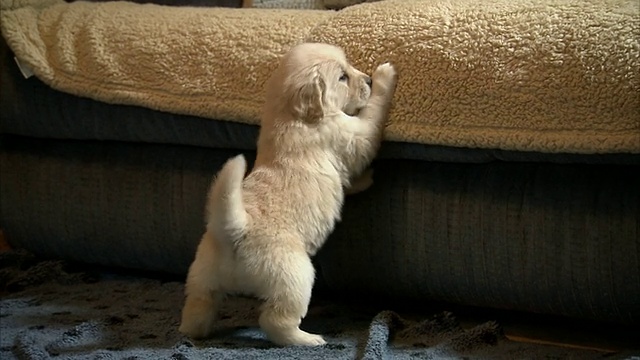 中等近距离手提式——一只小狗在沙发边上玩耍。视频素材