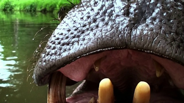 中等近距离推入-河马用舌头舔它巨大的牙齿。/南非约翰内斯堡视频素材