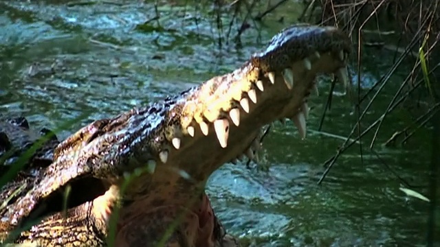 中等手持式-鳄鱼张开嘴，然后滑回河里。/南非约翰内斯堡视频素材