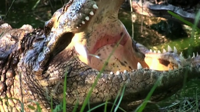 中等近距离倾斜-鳄鱼张开它巨大的颚。/南非约翰内斯堡视频下载