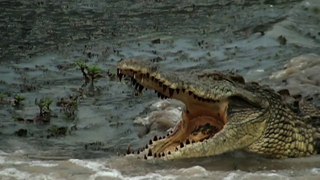 中等手持-鳄鱼的刺与它的嘴张开。/南非约翰内斯堡视频素材