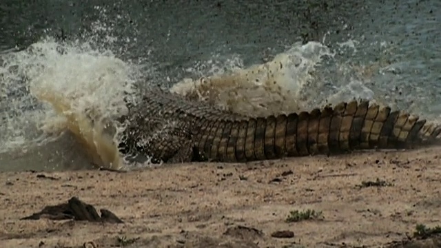 中远镜头泛左放大-一只鳄鱼溅入河里。/南非约翰内斯堡视频素材