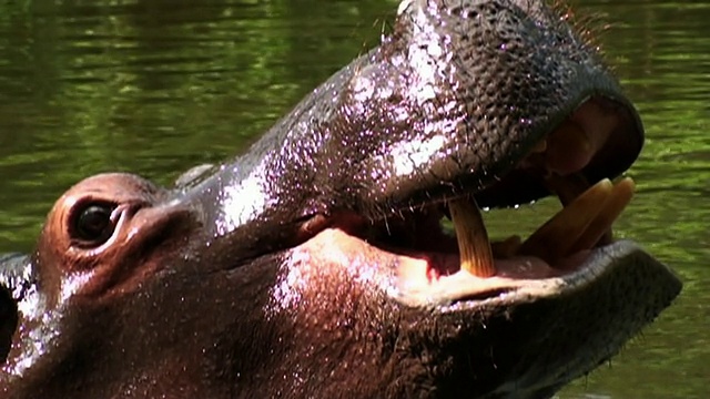 中等近距离手持-一个河马打开它巨大的颚和暴露它的牙齿。/南非约翰内斯堡视频素材