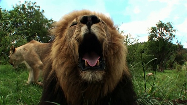 中等近距离静电-一只雄狮打哈欠。/南非约翰内斯堡视频下载
