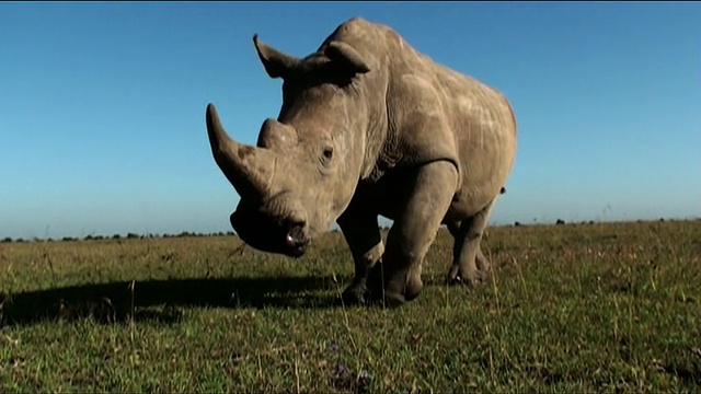 中远镜头倾斜-犀牛摆动它的耳朵，当它走过热带大草原。肯尼亚/视频下载