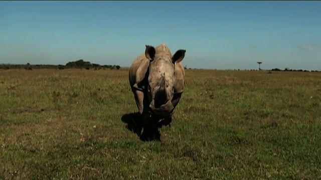 一头犀牛冲过热带草原。肯尼亚/视频下载