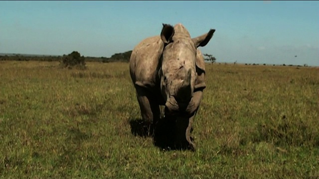 中远镜头推出-一头犀牛在热带草原上小跑。肯尼亚/视频下载