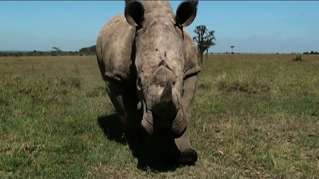 中远镜头出击——一头犀牛冲过热带草原。肯尼亚/视频下载
