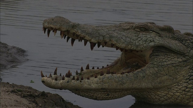 中等近距离静电-鳄鱼张开它的颚，显示锋利的牙齿。/南非视频素材