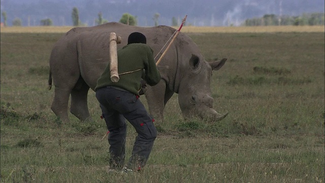 中等长镜头静态-一个偷猎者带着弓和箭接近犀牛。肯尼亚/视频下载